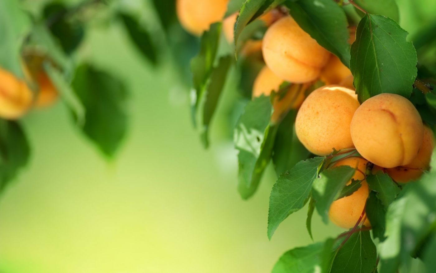【黄金桃】北信州「黄金桃」5kg 贈答: JAPANESE HINATA FRUITS｜JRE MALL