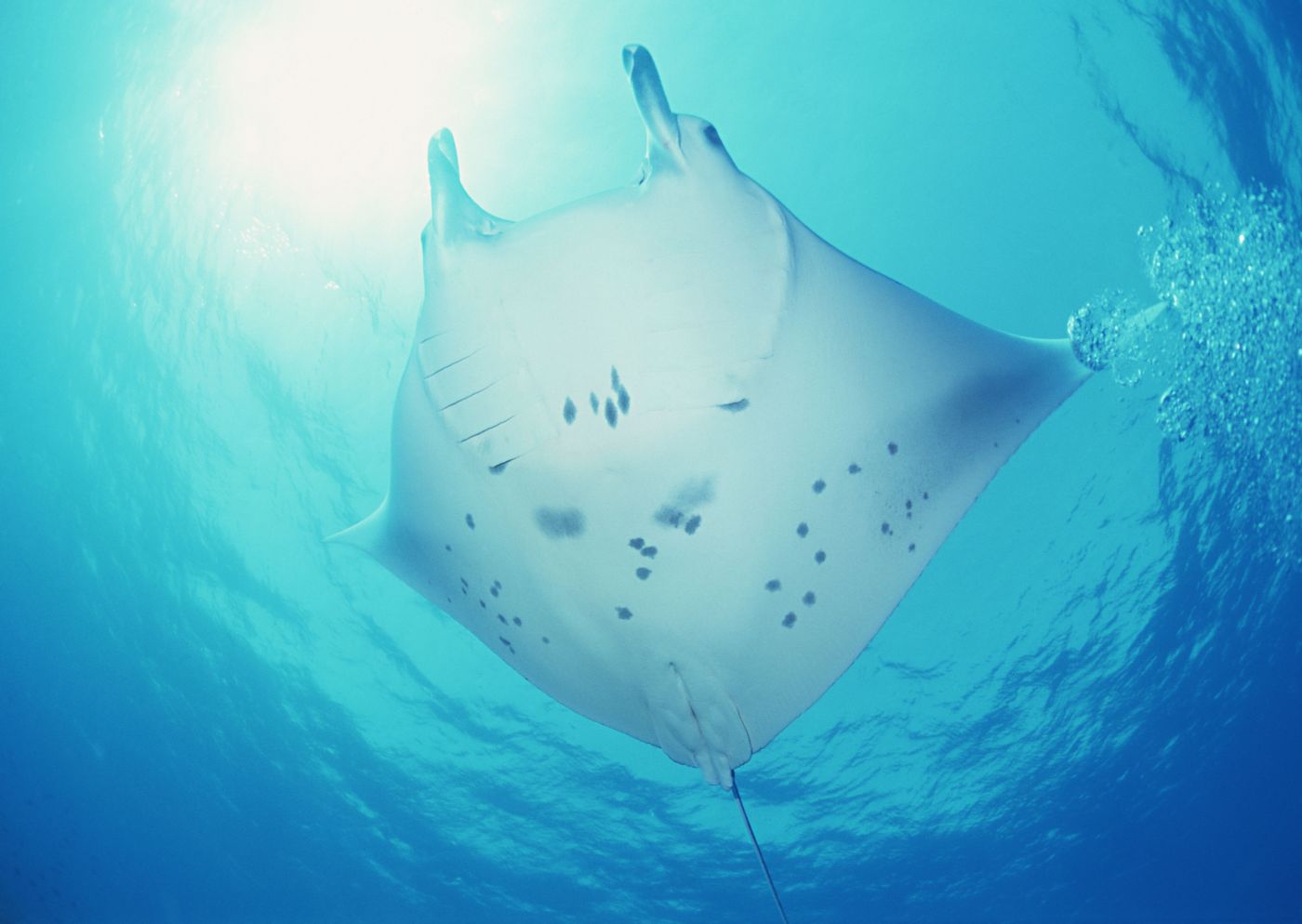 高清晰漂亮的蓝色鳊鱼壁纸图片