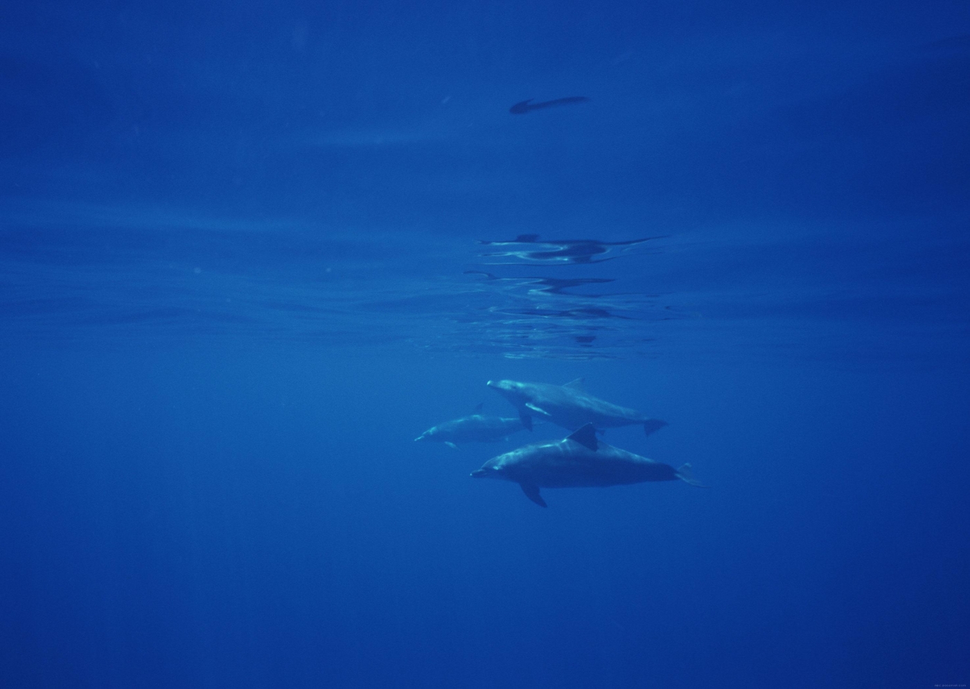 高清晰蓝色漂亮海洋动物摄影壁纸-可爱的海豚