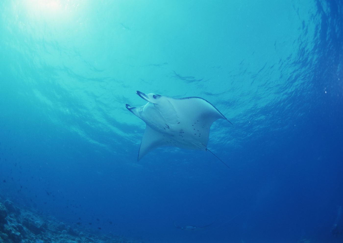 蓝色深海域壁纸图片