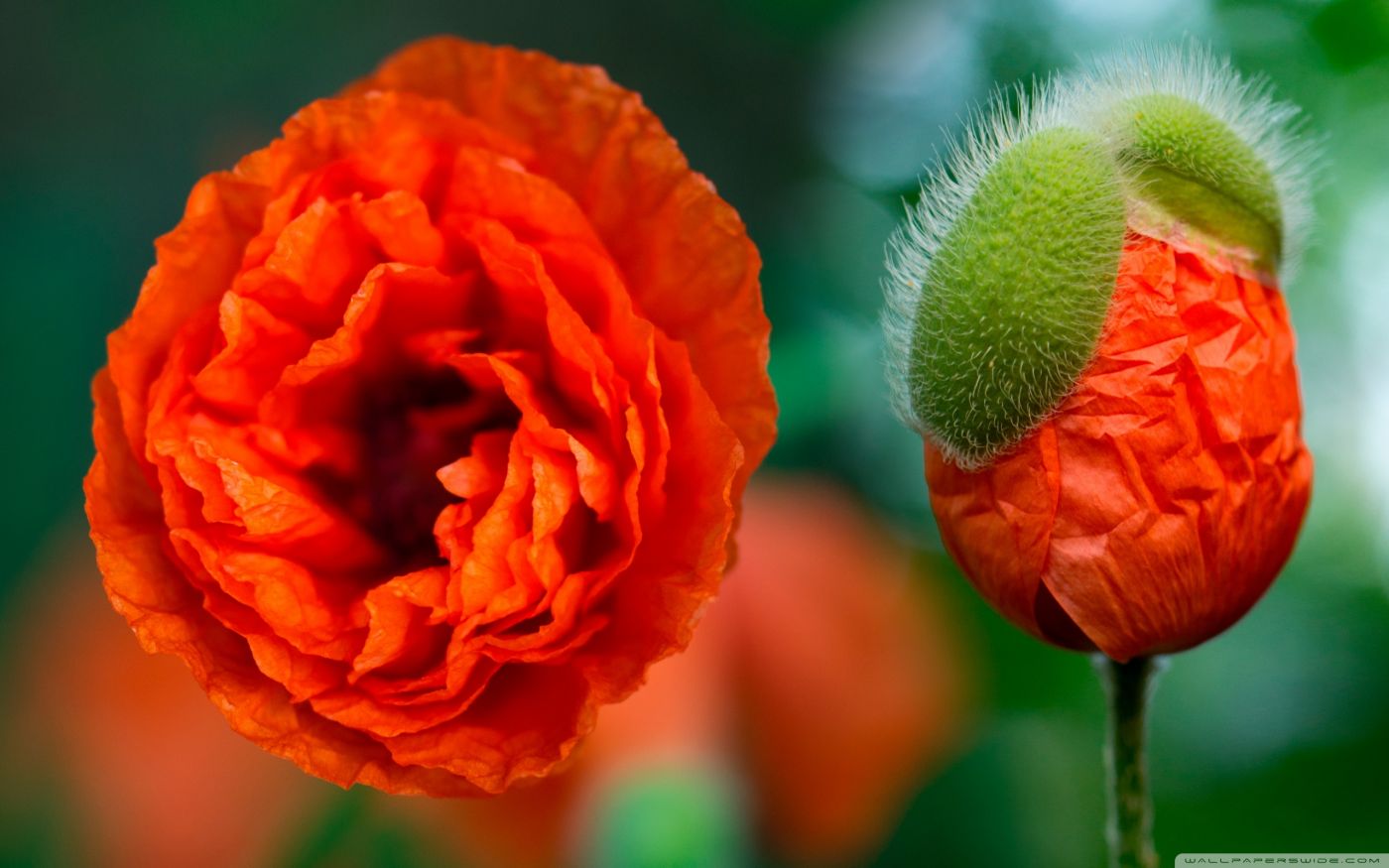 高清晰暗红花瓣壁纸图片