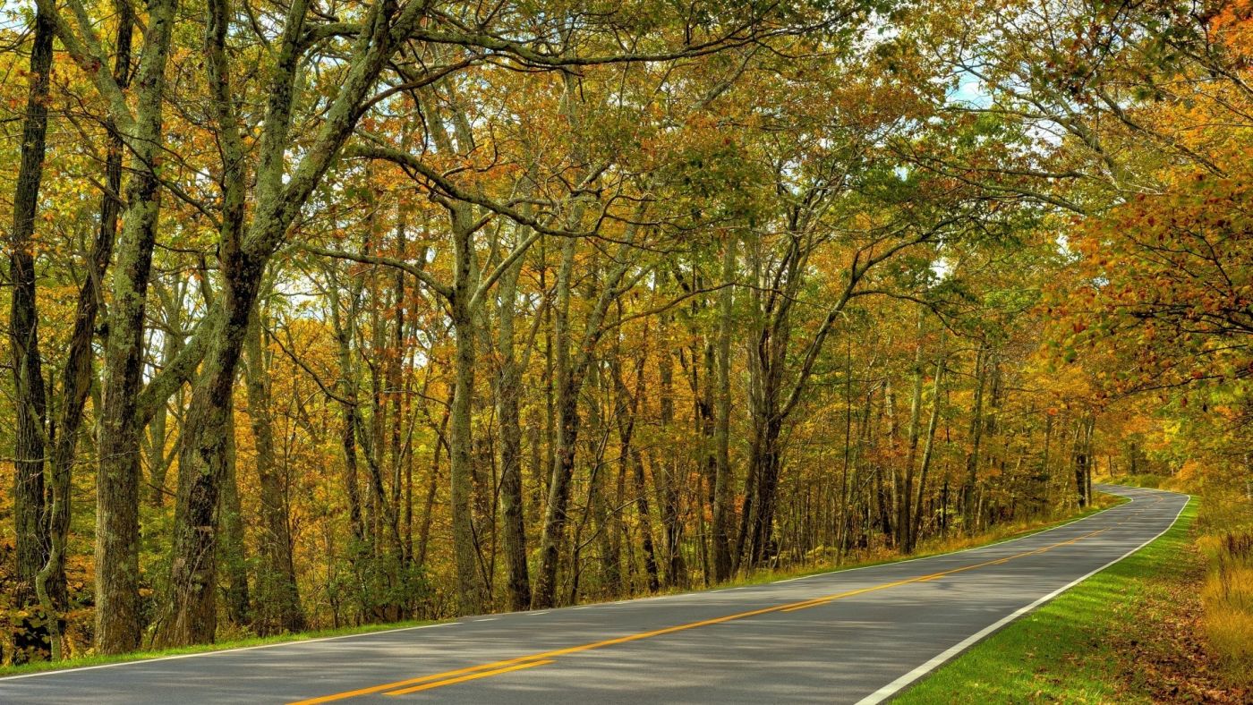 秋季绿黄树林壁纸图片