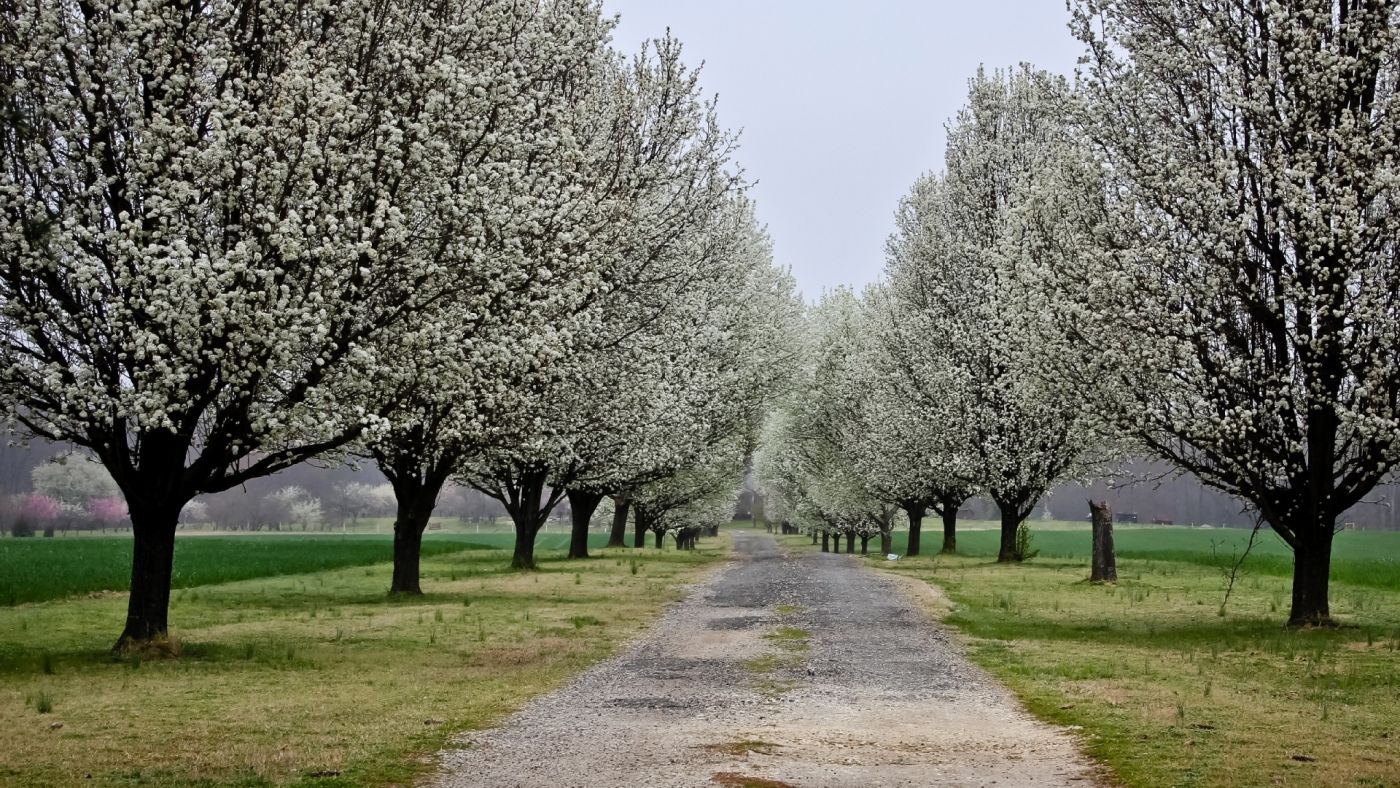 高清晰森林树路壁纸图片