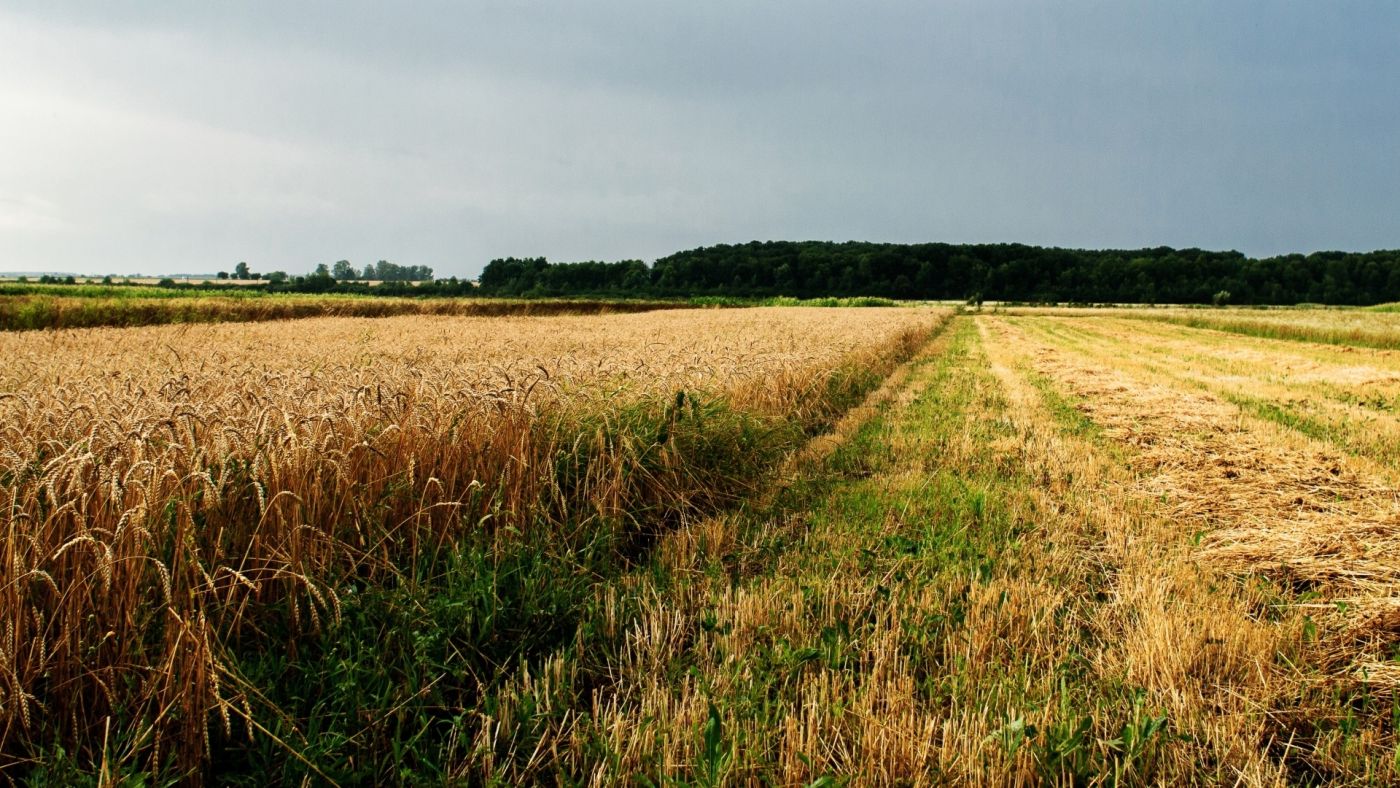 收获季节-高清晰树木麦场壁纸图片