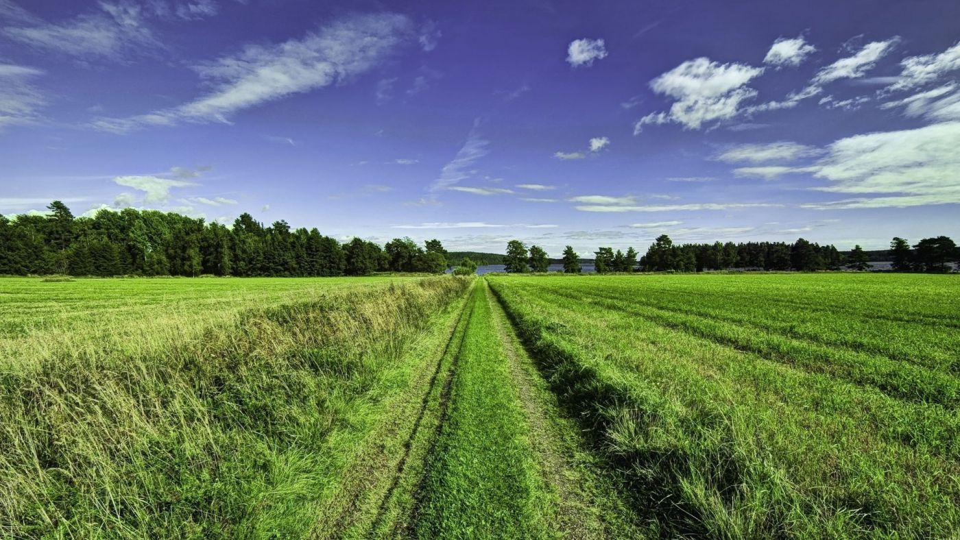 高清晰绿草植物壁纸图片