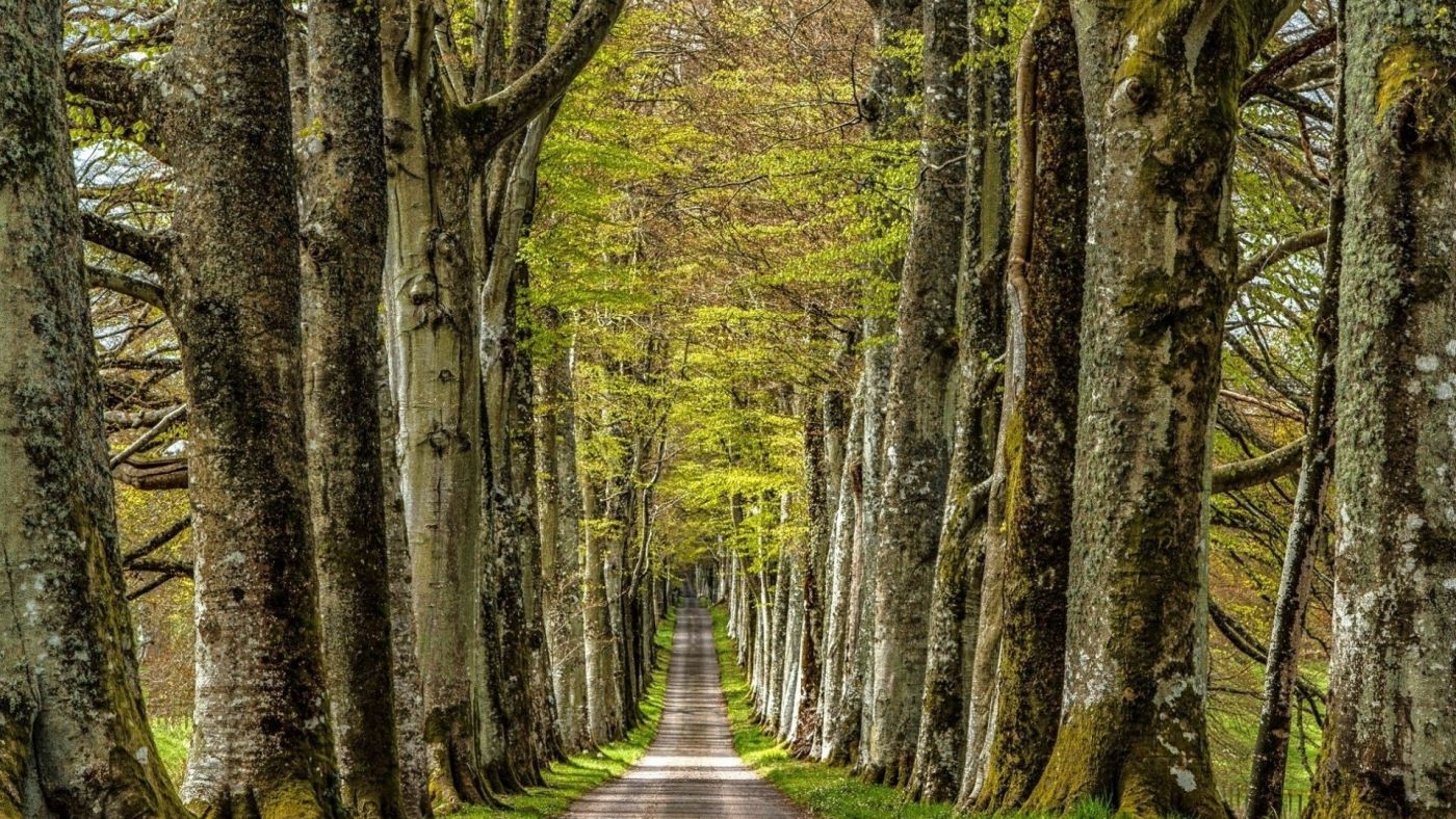 高清晰森林路壁纸图片