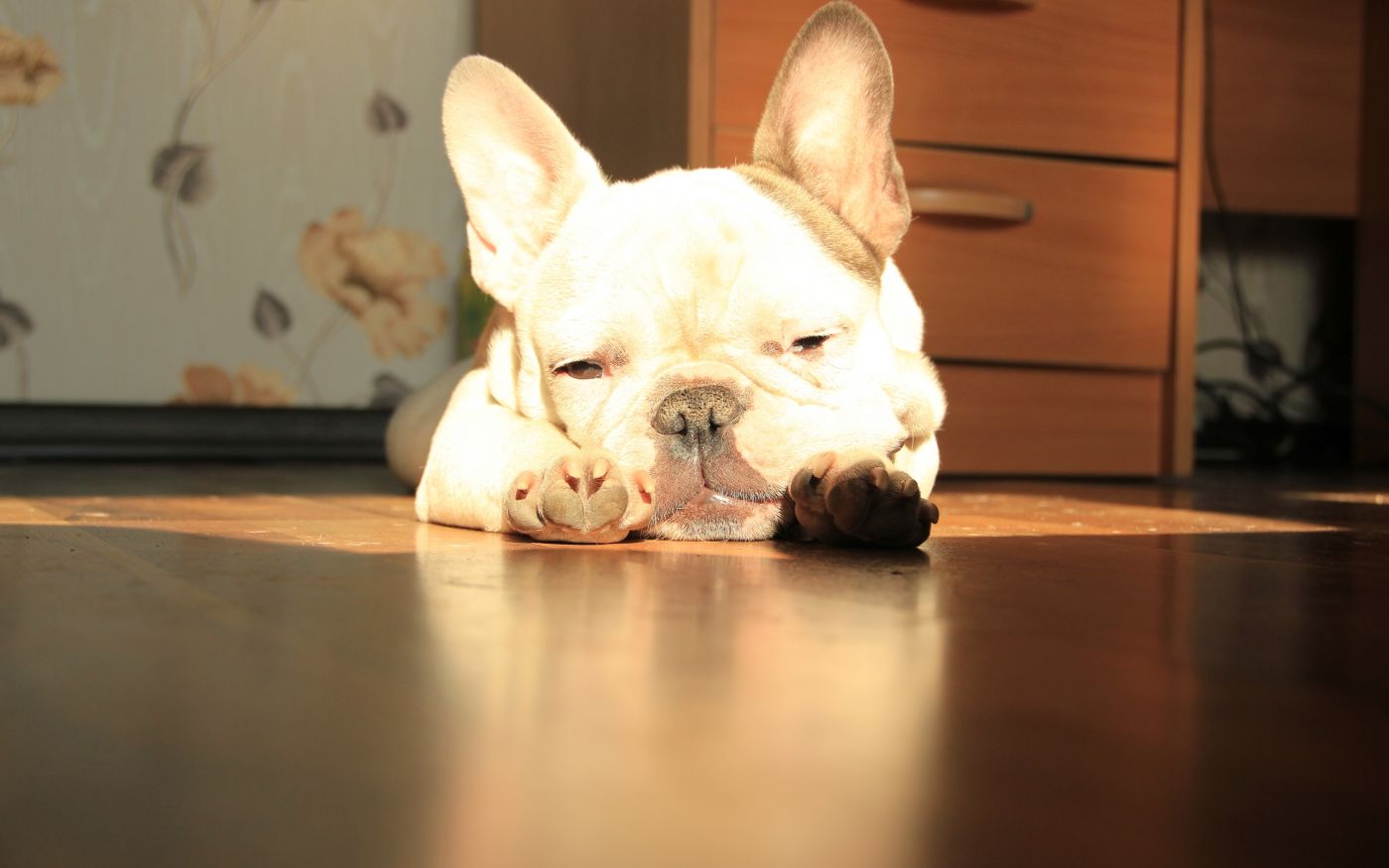 高清晰白色斗牛犬狗壁纸下载图片