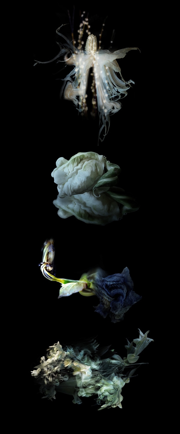 褪色的花瓣图片