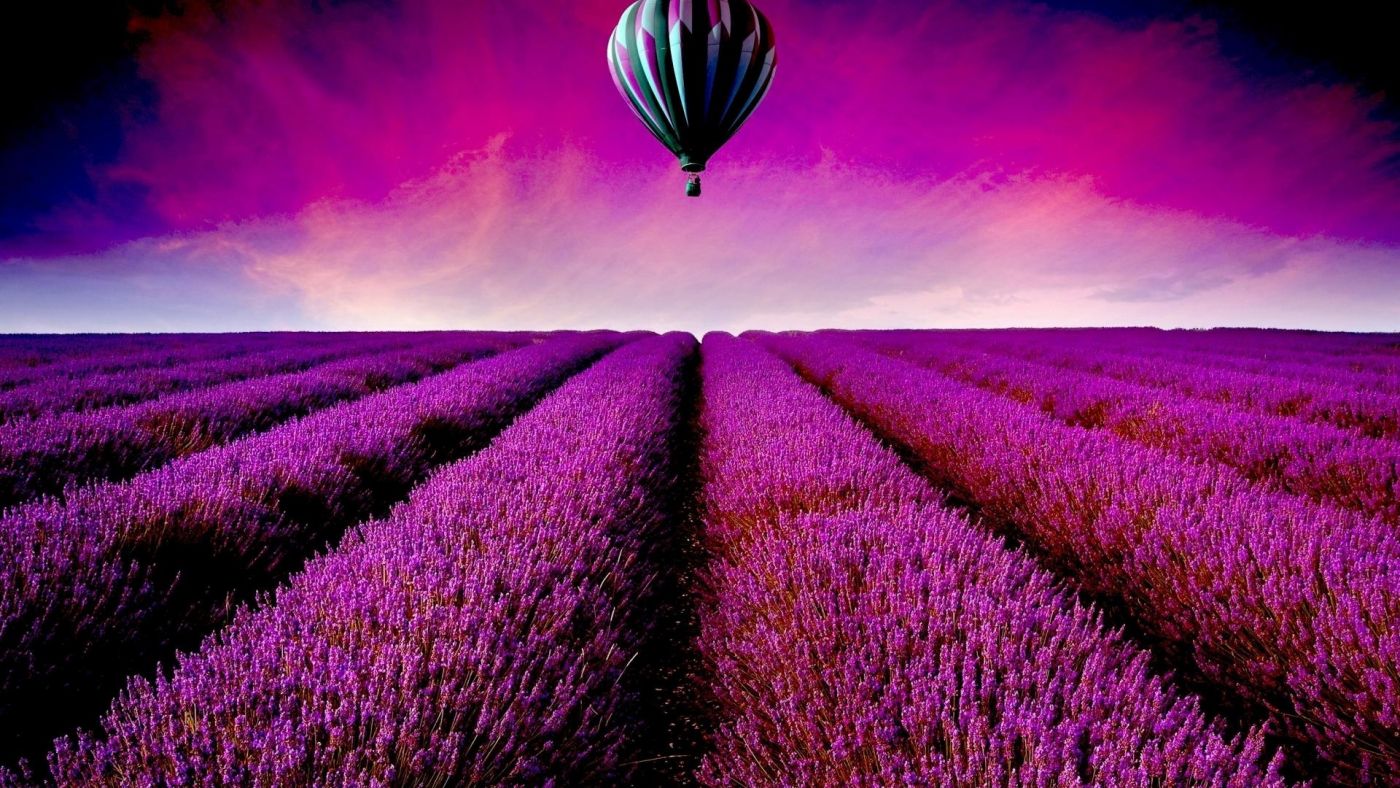 高清晰紫红薰衣草花场图片