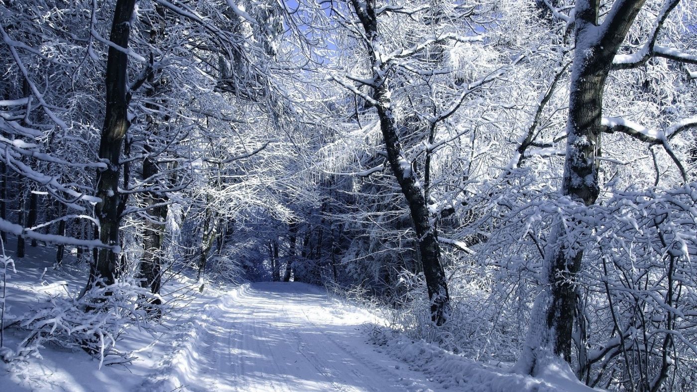 美丽树林雪景图片素材-编号25086609-图行天下