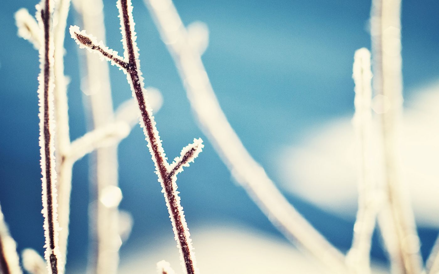 高清晰雪树枝壁纸图片