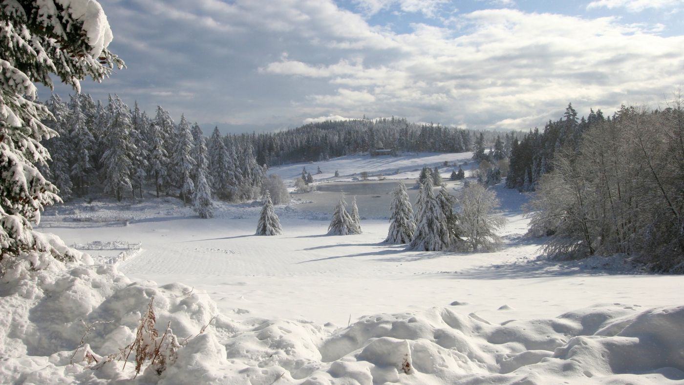 高清晰白色树林壁纸图片