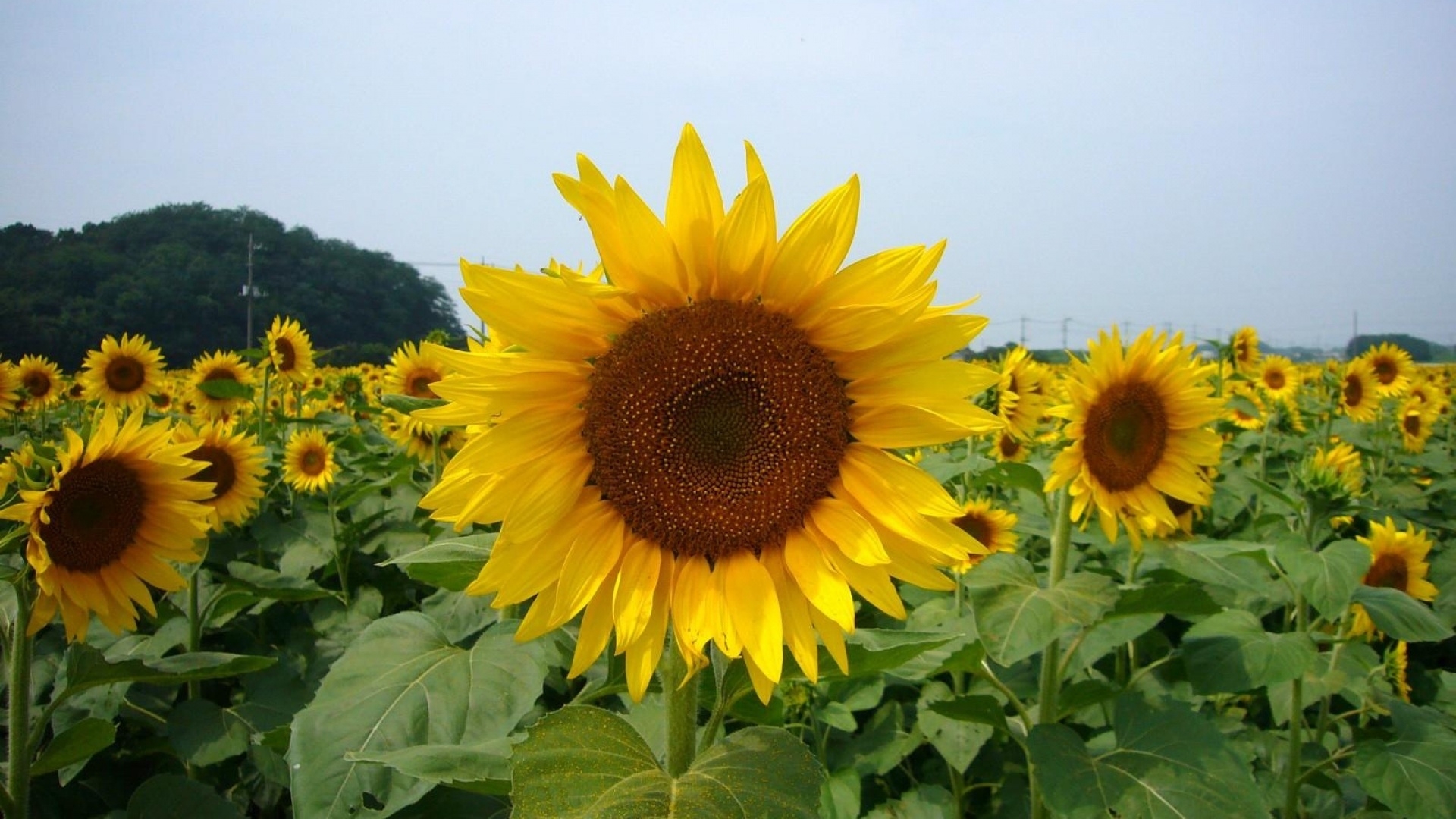高清晰可爱的向日葵太阳花壁纸 欧莱凯设计网 08php Com