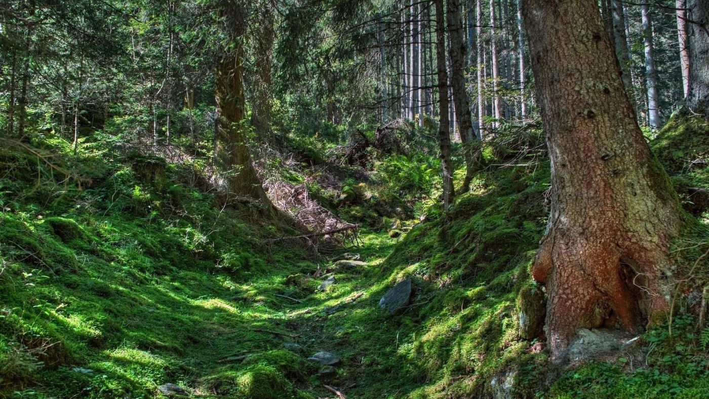高清晰森林绿色苔藓壁纸图片