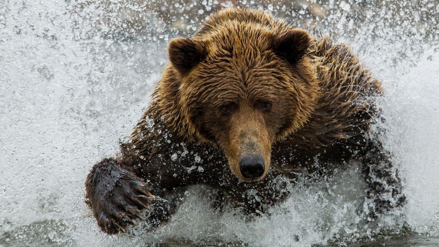 河里奔跑的棕熊图片