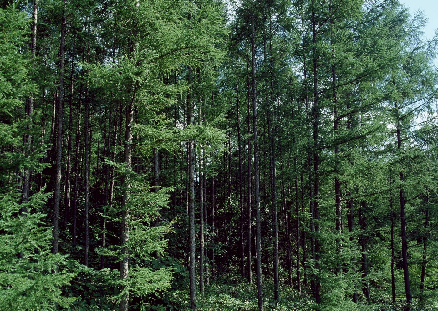 绿意盎然树枝植物树木仰拍高清图片下载-正版图片500119104-摄图网