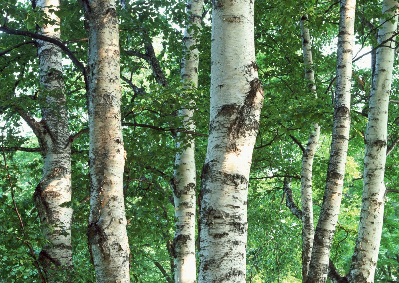 高清晰森林白桦树树木壁纸 手机移动版