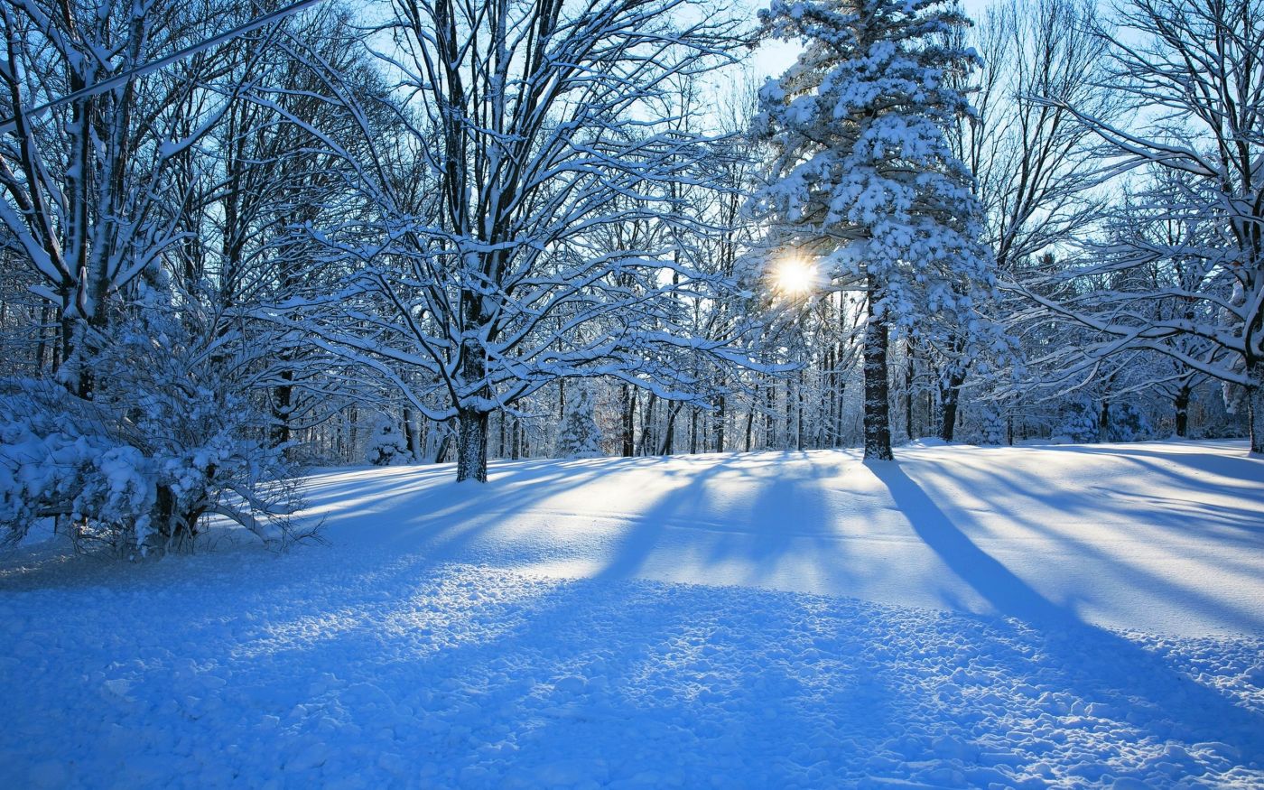 高清晰冬季蓝色树林壁纸 手机移动版