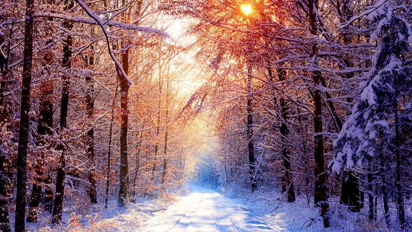 冬季的树林阳光