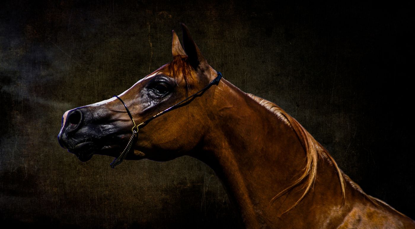 阿拉伯美丽的棕色马纵向 库存图片. 图片 包括有 母马, 草原, 横向, 运行, 鬃毛, 颜色, 阉割, 天空 - 15882681
