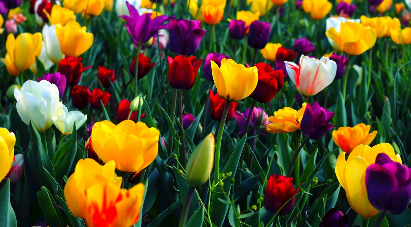 五颜六色的鲜花图片