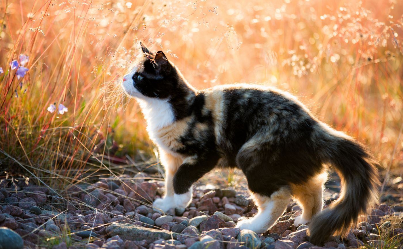 印花布小猫图片