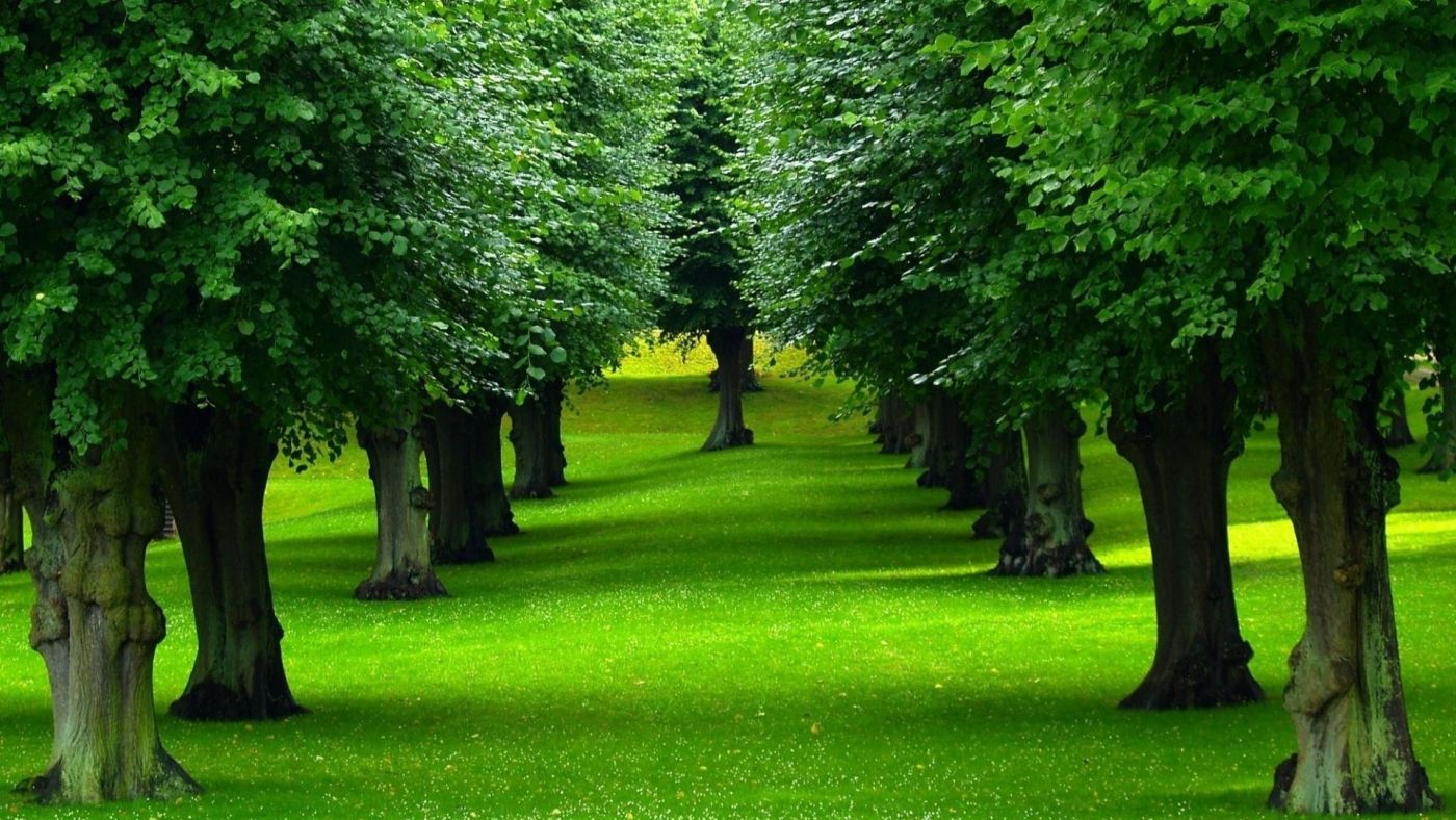 公园草坪上的一棵树高清图片下载-正版图片500573288-摄图网
