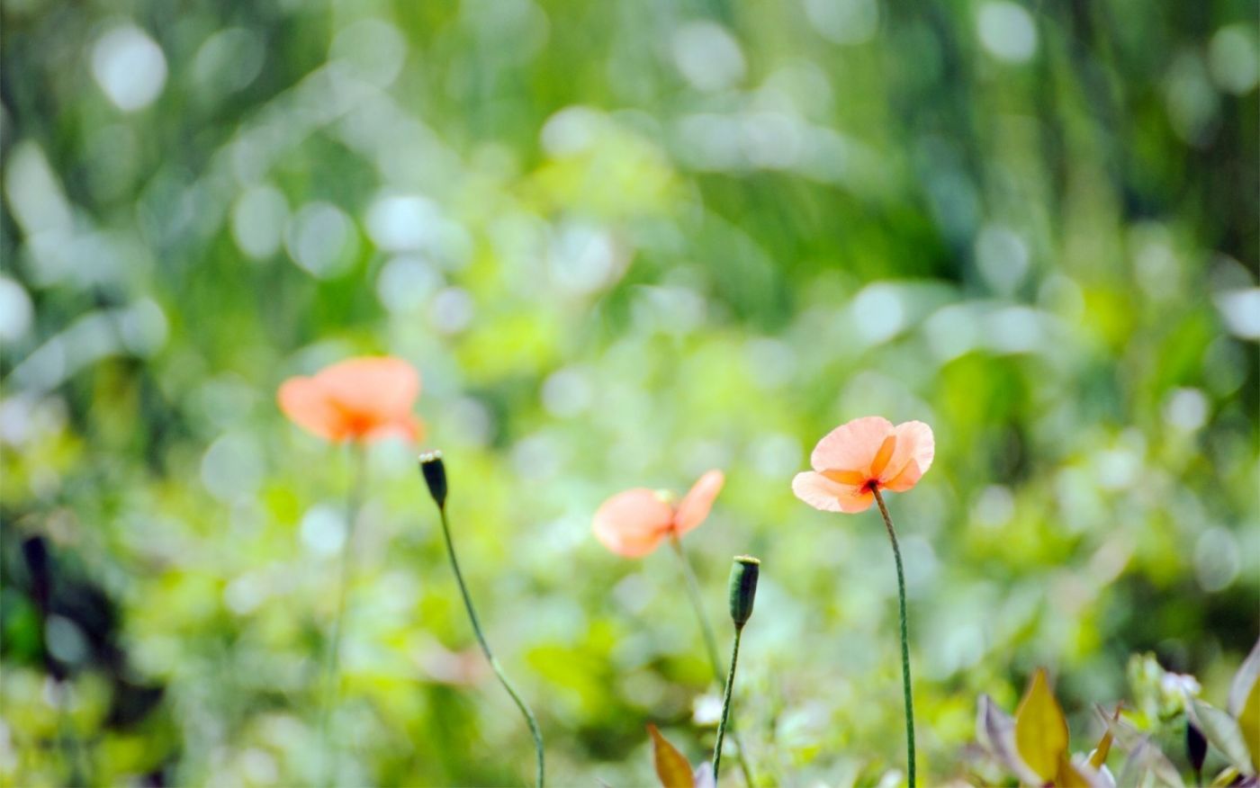 春天-高清晰清爽绿色嫩叶植物桌面壁纸下载图片