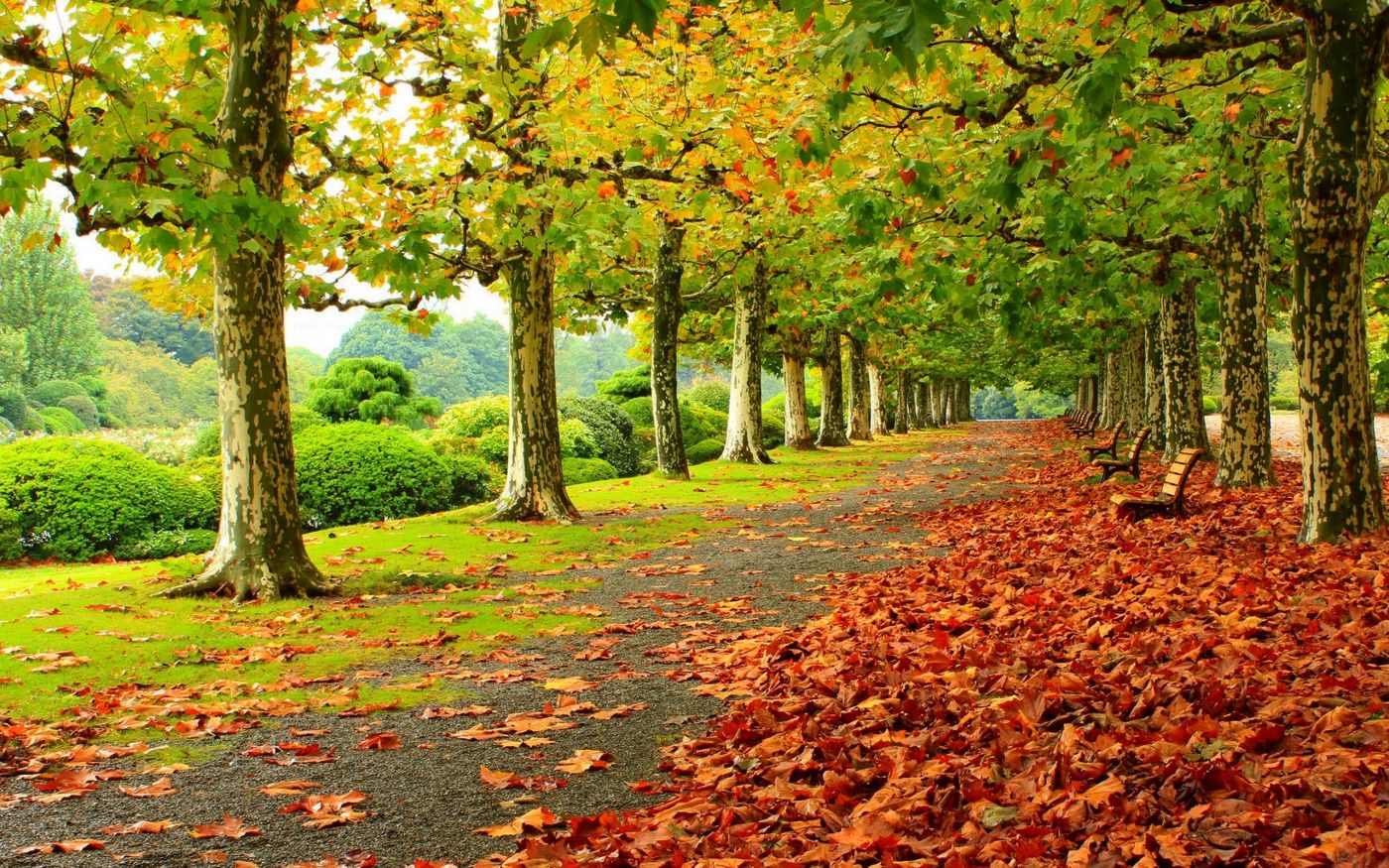 高清晰秋季红叶树林壁纸 欧莱凯设计网 08php Com