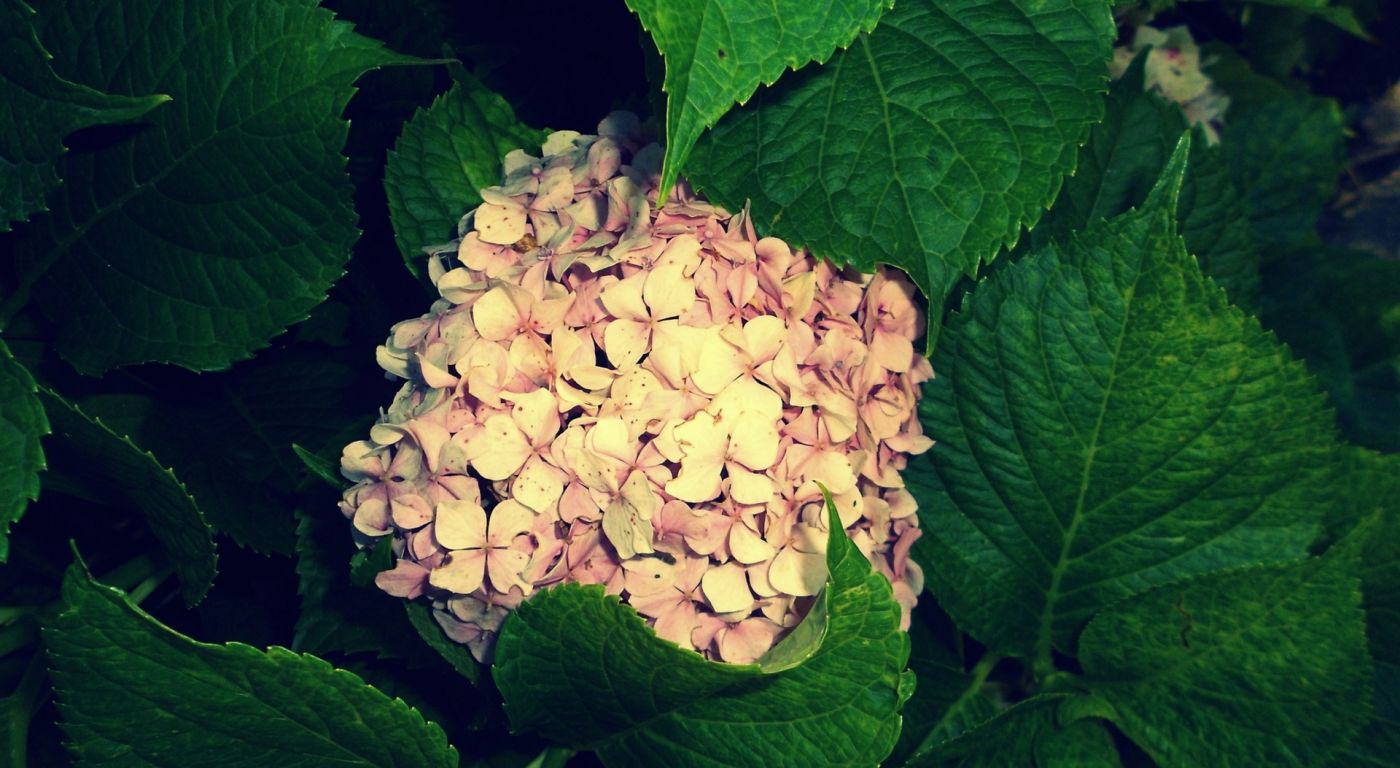 高清晰绿色花瓣壁纸图片