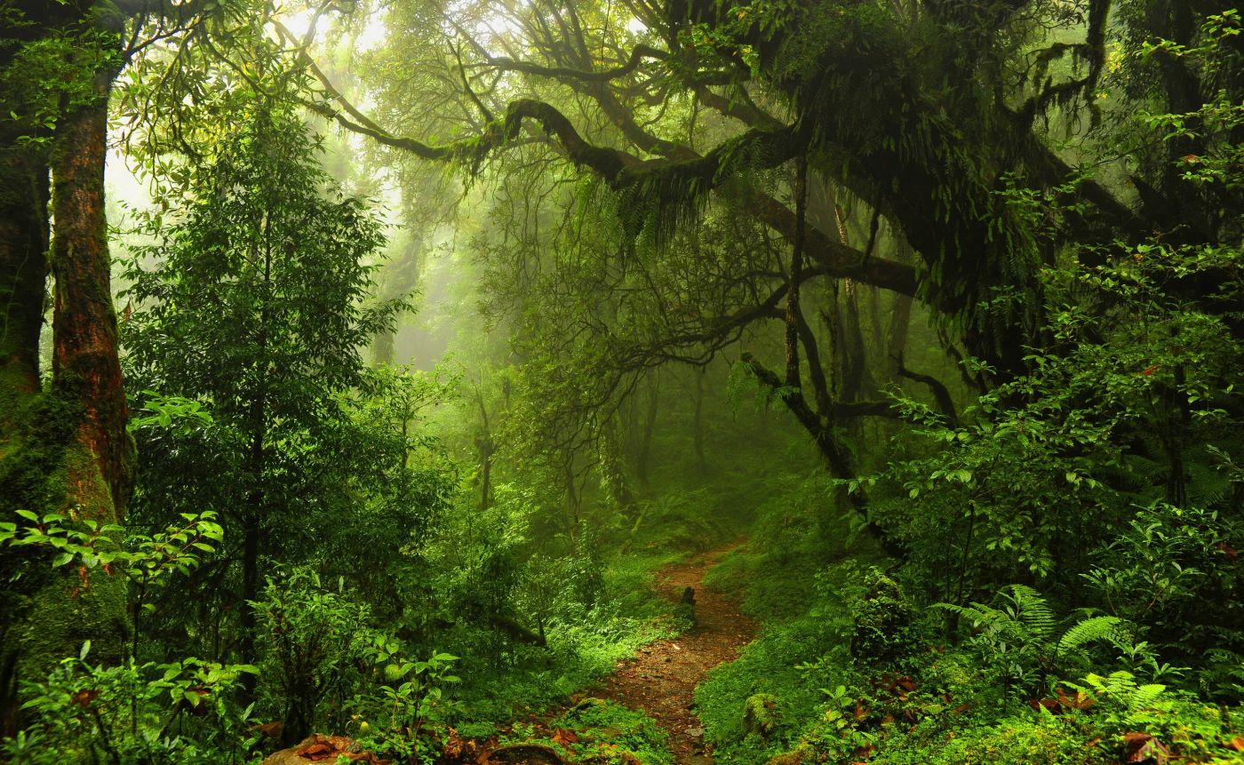 2020热带雨林自然公园-旅游攻略-门票-地址-问答-游记点评，库兰达旅游旅游景点推荐-去哪儿攻略