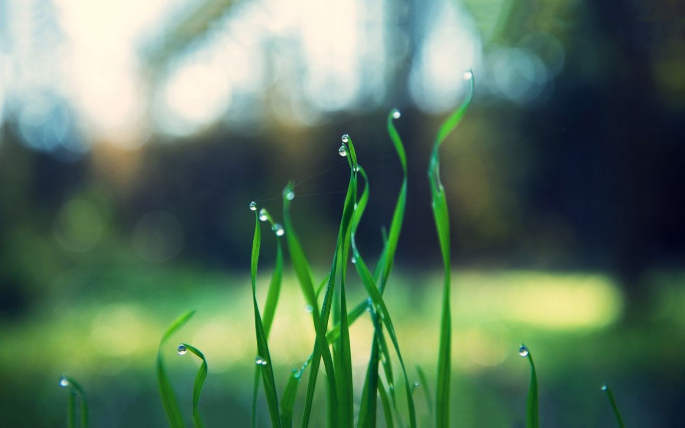 春天嫩芽壁纸图片