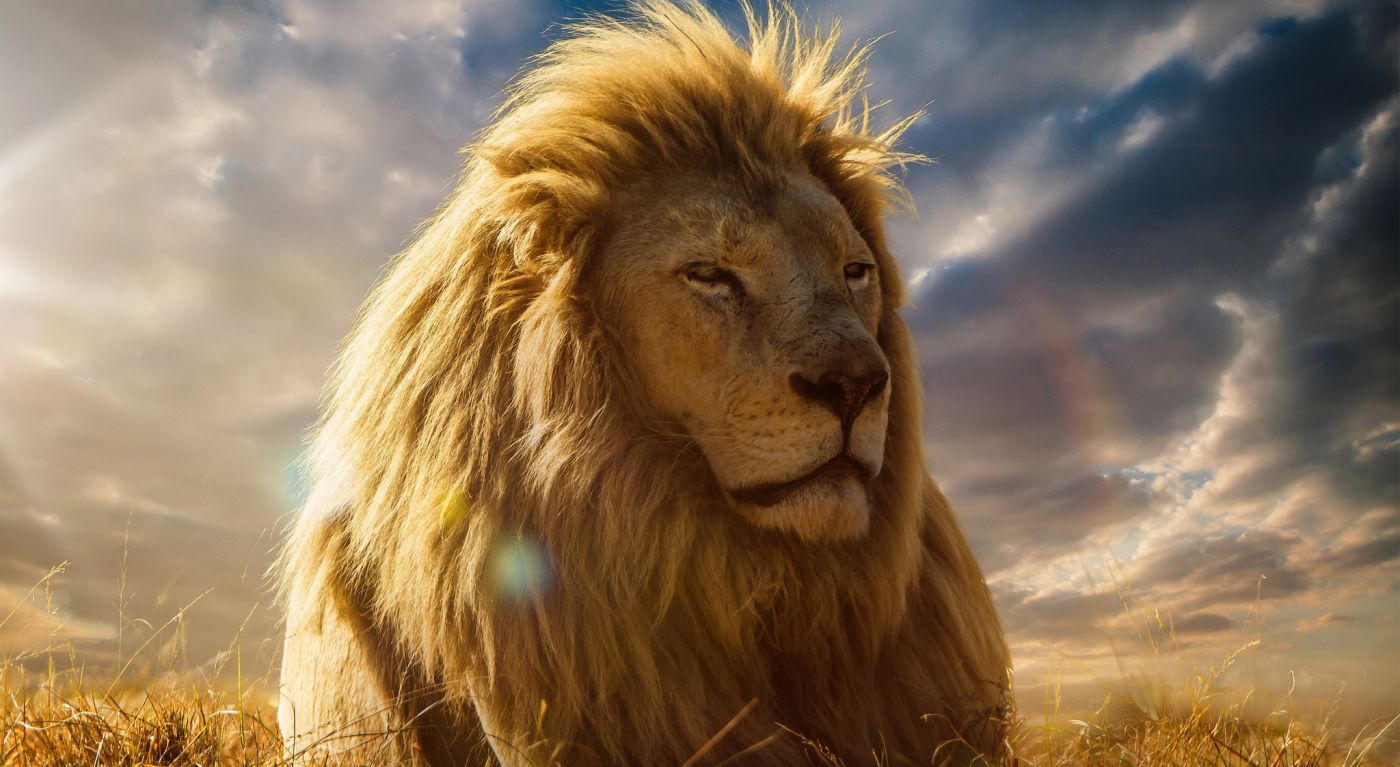 狮王最强图片