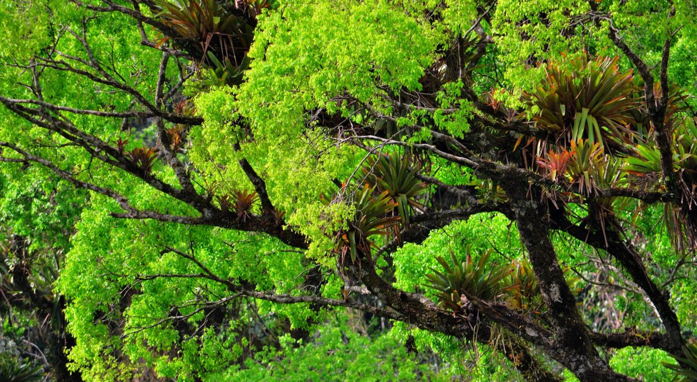 美丽的绿树图片