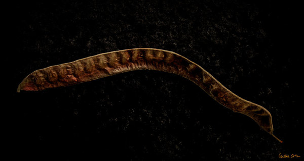 VANITAS II植物摄影---酷图编号9