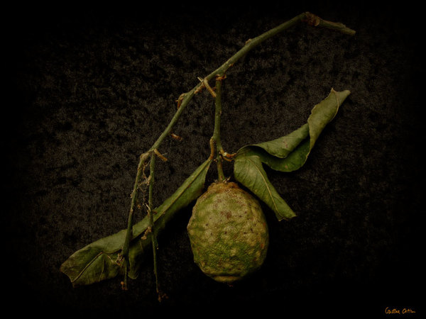 VANITAS II植物摄影---酷图编号8