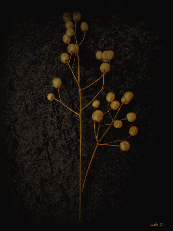 VANITAS II植物摄影---酷图编号5