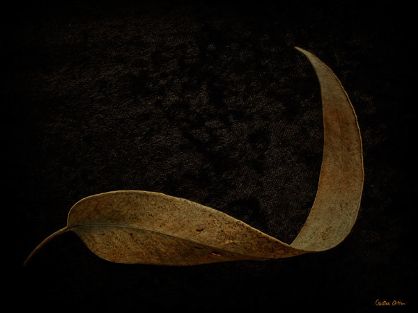 VANITAS II植物摄影---酷图编号4