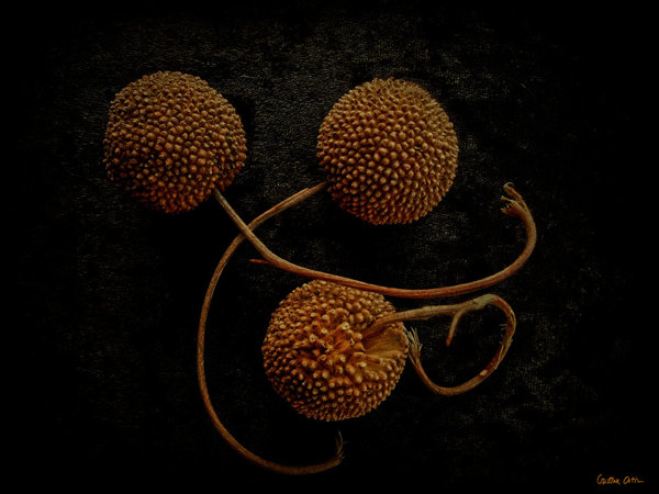 VANITAS II植物摄影---酷图编号2