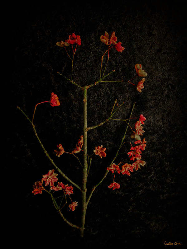 VANITAS II植物摄影---酷图编号1