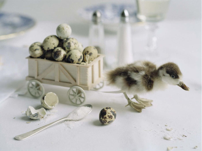 蒂姆・沃克腾-VOGUE意大利时尚2015年5月-一个梦幻般以鸟家禽静物为晚餐的社论摄影作品---酷图编号7