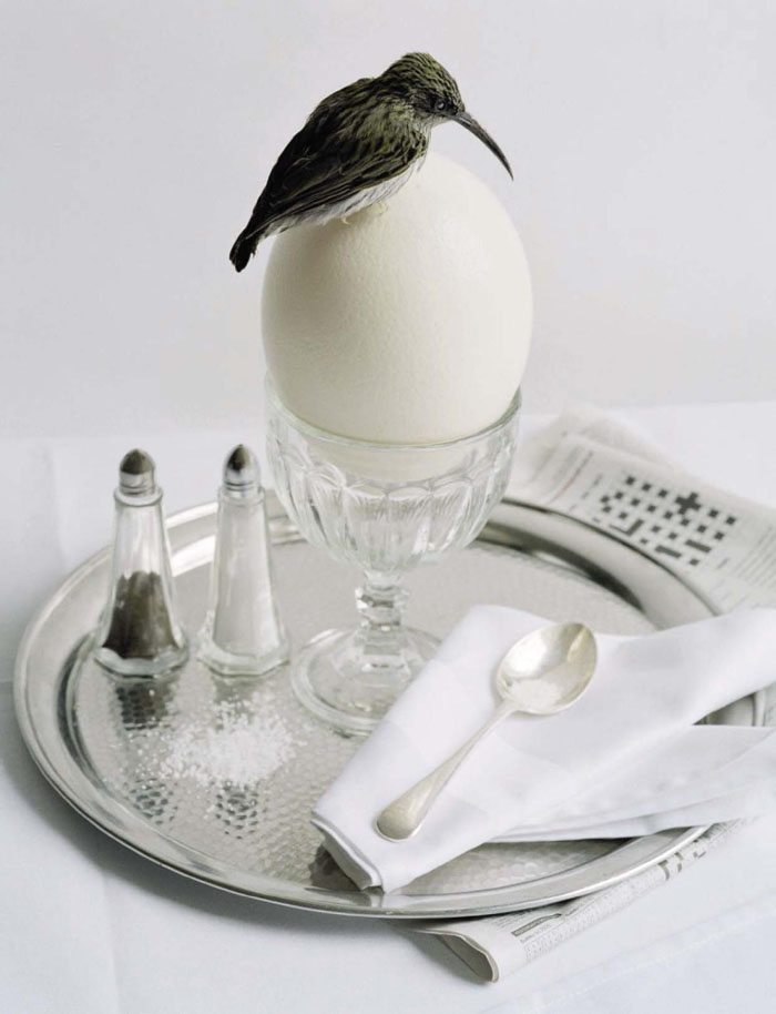 蒂姆・沃克腾-VOGUE意大利时尚2015年5月-一个梦幻般以鸟家禽静物为晚餐的社论摄影作品---酷图编号3