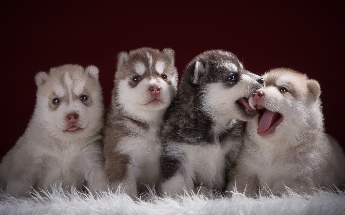 壁纸1400×1050可爱小狗宝宝图片 Lovely Puppy dogs Baby Puppies Photos壁纸,家有幼犬-可爱小狗壁纸 ...