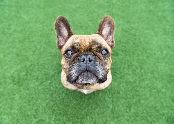 Dogs-犬类动物照片---酷图编号13