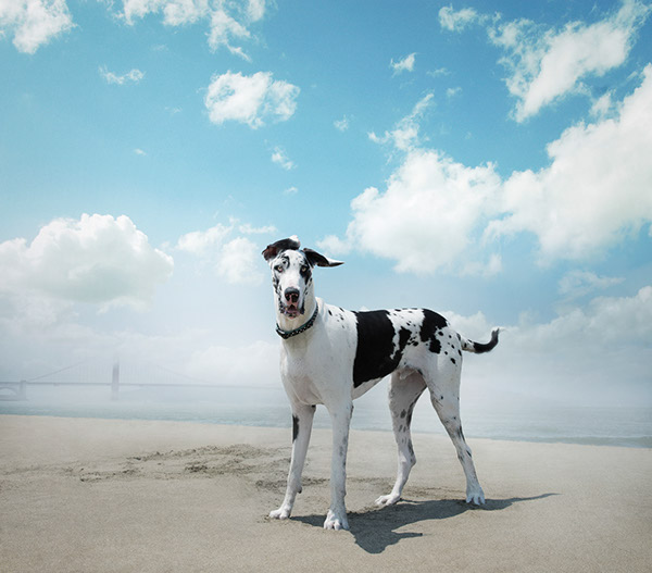 Dogs-犬类动物照片---酷图编号12