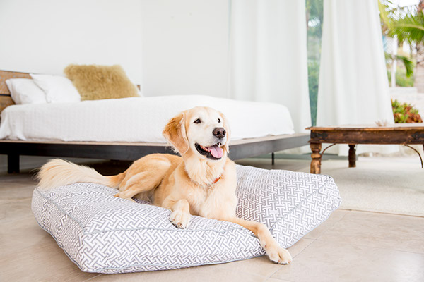 Dogs-犬类动物照片---酷图编号10