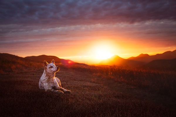 Dogs-犬类动物照片---酷图编号8