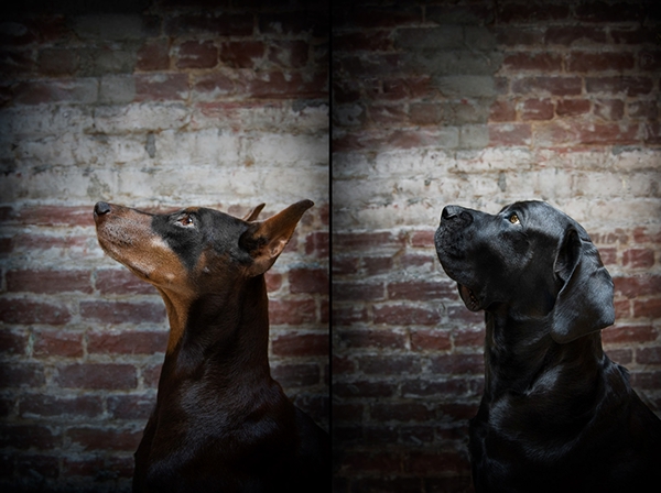 Dogs-犬类动物照片---酷图编号7