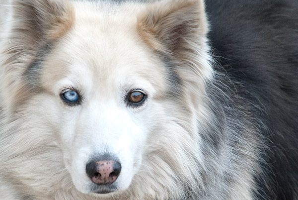 Dogs-犬类动物照片---酷图编号5