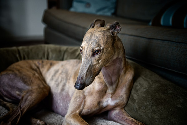 Dogs-犬类动物照片---酷图编号3